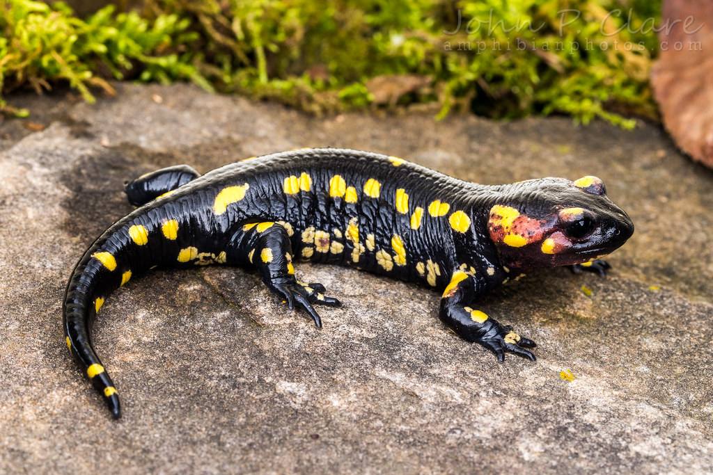 A black salamander with yellow spots rests on a rock. Salamanders in North America are similarly threatened by another fungal pathogen, contributing to an overall decline in biodiversity.